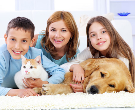 Pet Odour and Stain Removal 